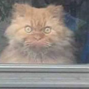 Meet your Posher, Cooper penny